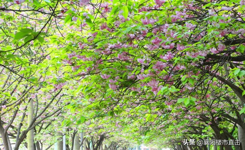 盘点襄阳排名前十的学校,襄阳好的学校推荐