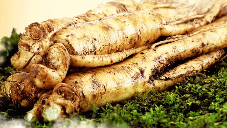 一文看懂关于人体学问,新鲜人参功效