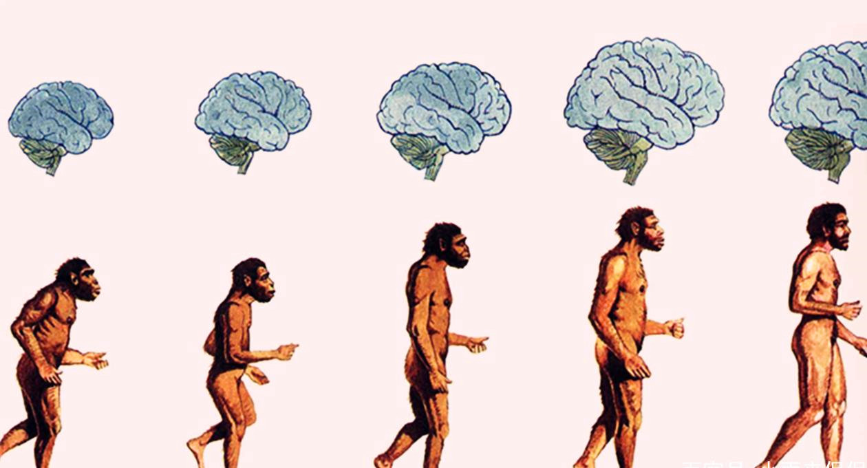 同人类祖先同时进化的人,人类进化了这么久为何还自相残杀