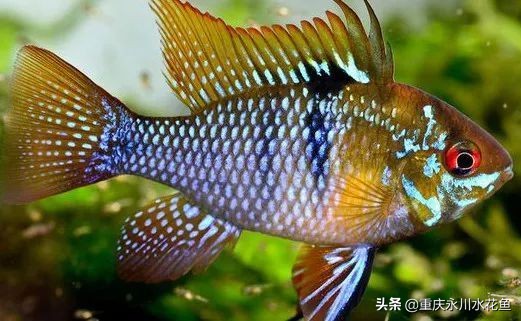 十种最漂亮的观赏鱼视频播放,观赏鱼60条