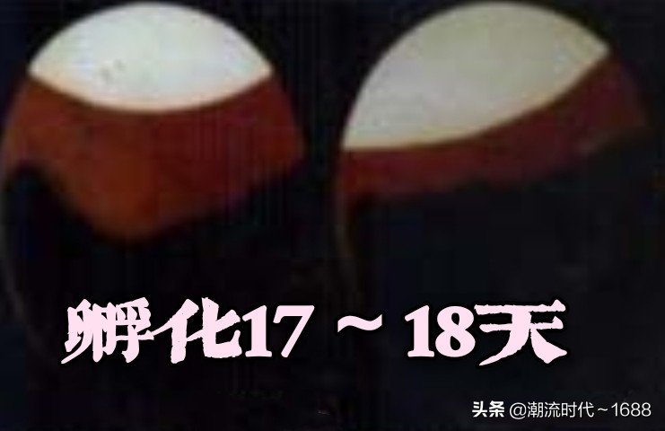 怎么孵化小鸡教学课程,怎么孵化小鸡出壳率高