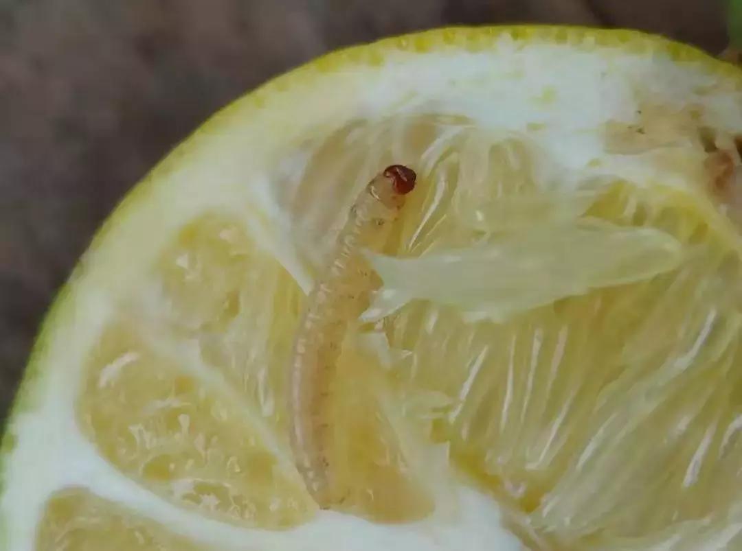 柑橘里面有虫子是怎么回事,柑橘果实有虫子