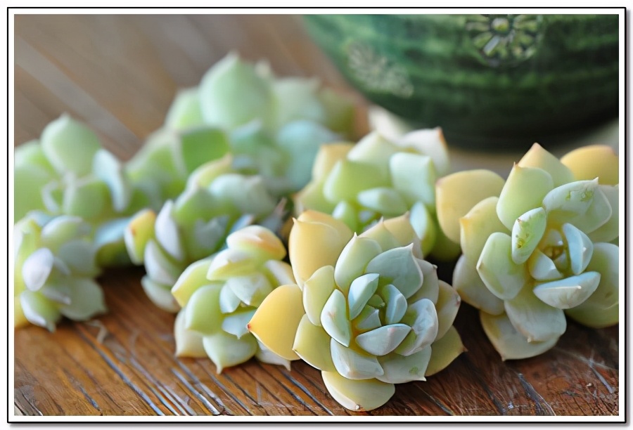 韩国多肉有多仙,韩国公主多肉图片大全