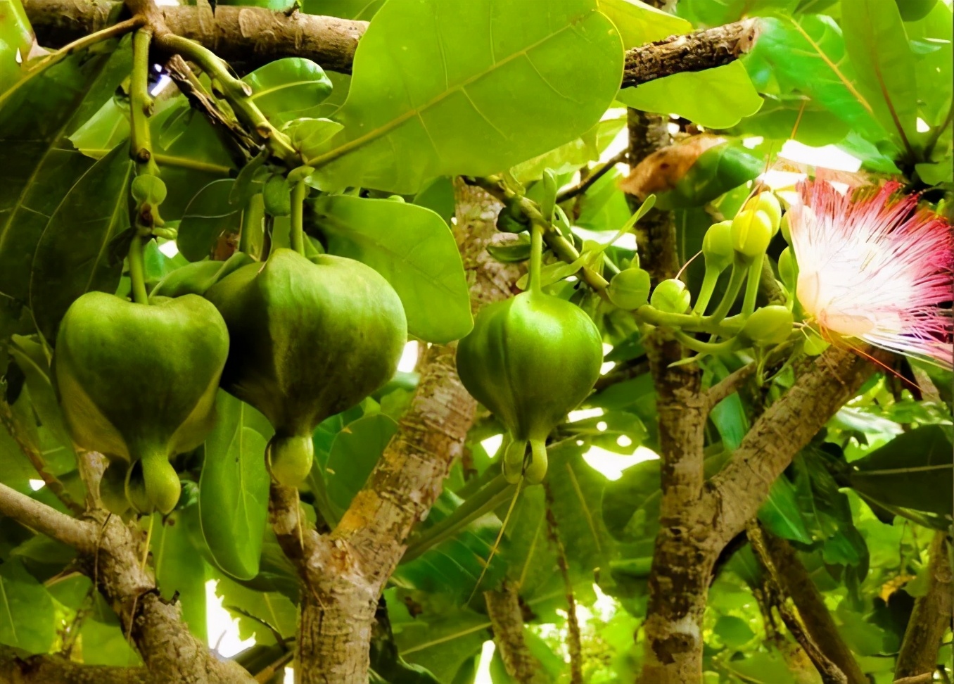 种子的传播方式有哪些和什么有关,种子传播的方式及其特征是什么