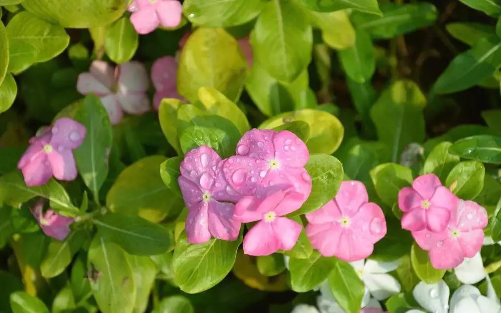 养花绿色液体儿童误食,小孩误食盆栽叶子