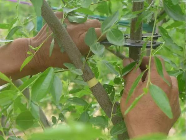 夏季青枣树修剪视频,枣树坐果必须具备什么样的条件