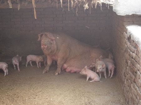 猪肚子胀气怎么办快速解决,猪肚子胀气的治疗视频