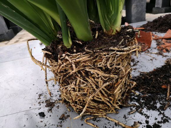 君子兰怎么养出宽大肥厚的叶片,君子兰怎么养叶子长得茂盛