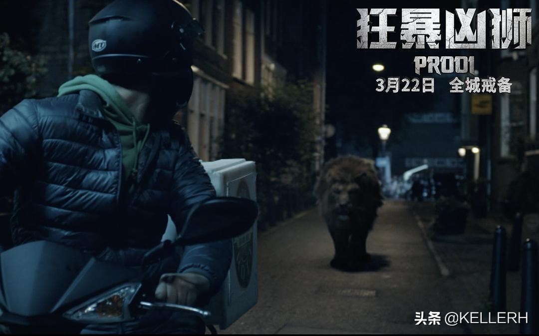 当你遇到一头狮子,城市里闯入了一头狮子