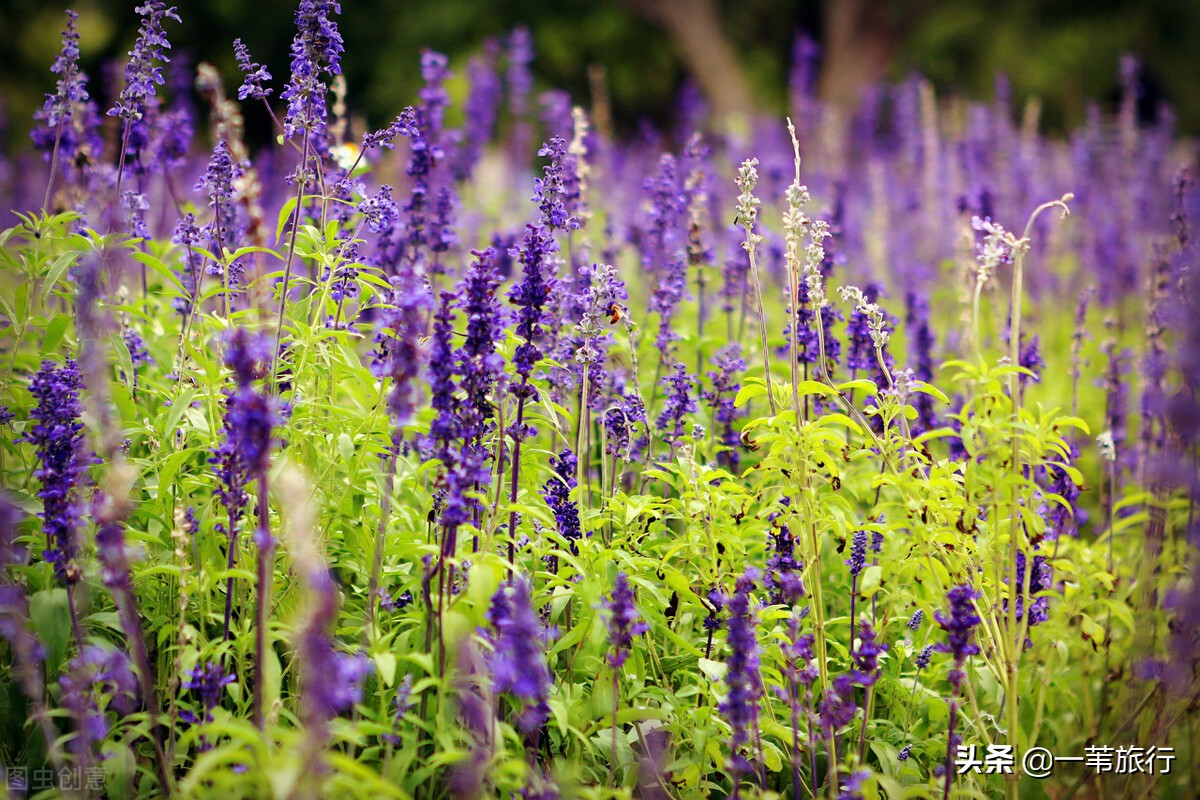 广东五邑华侨之乡,五邑侨乡简介
