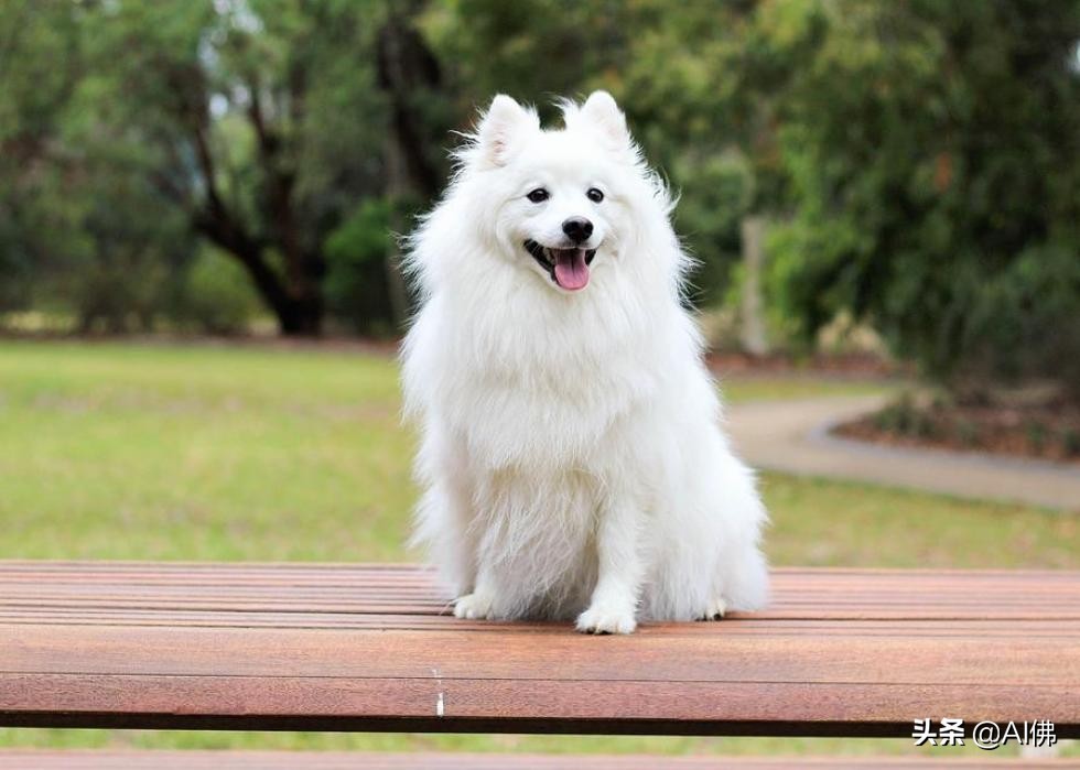 美国最受欢迎的100组小狗名字