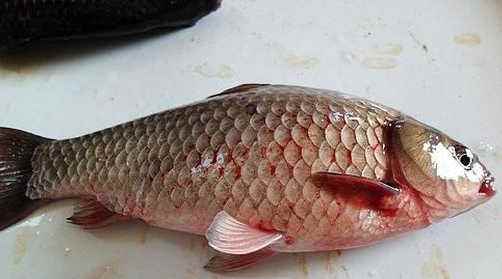 观赏鱼虫病的症状,虫见愁蓟马药