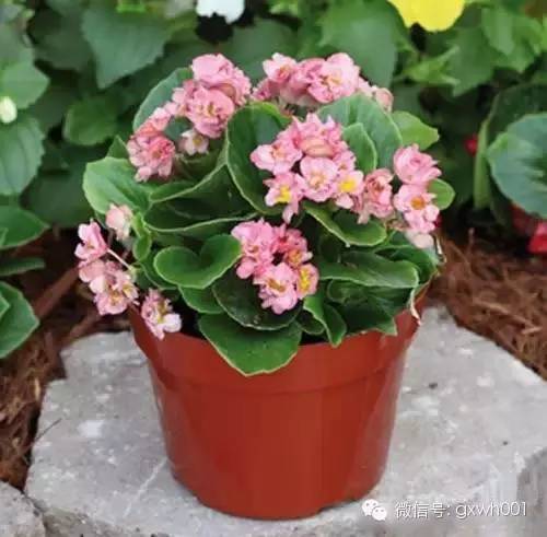 献给那些养花每次都养死的人文案,一直养死花但从未放弃养花