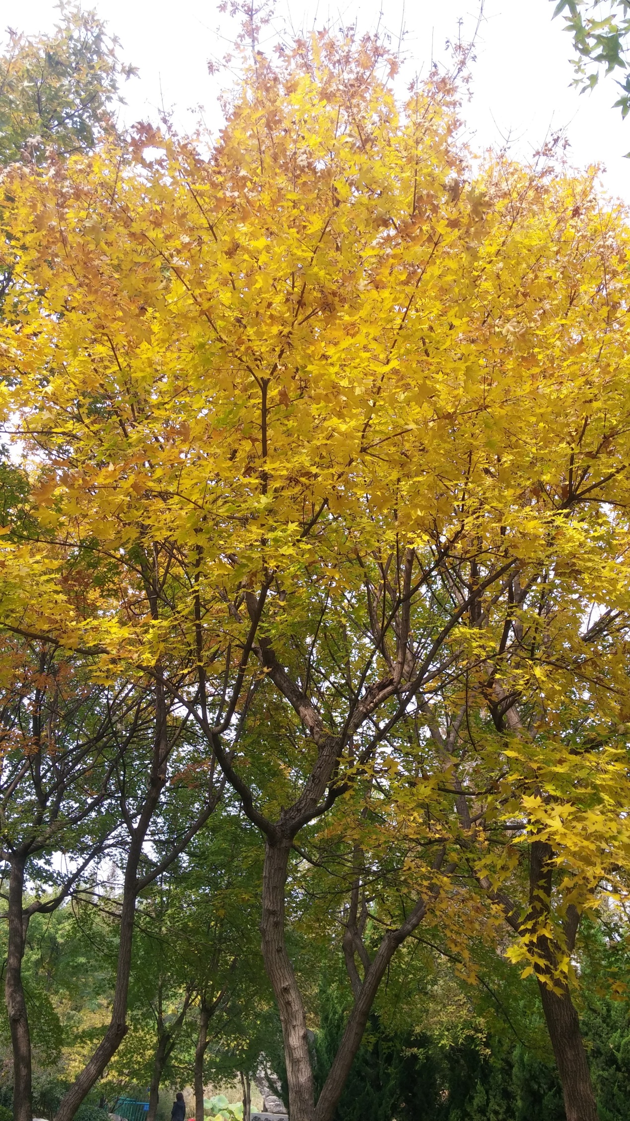 园林修剪的树枝怎么处理,园林树木修剪的五种基本方法