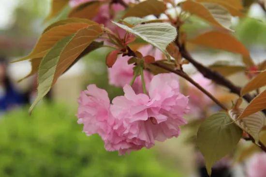 中国最稀少樱花品种阳光樱,樱花品种推荐之迎春樱