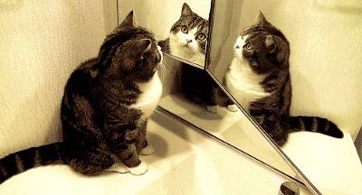 有些猫真的不把自己当猫,和人类呆久了的猫