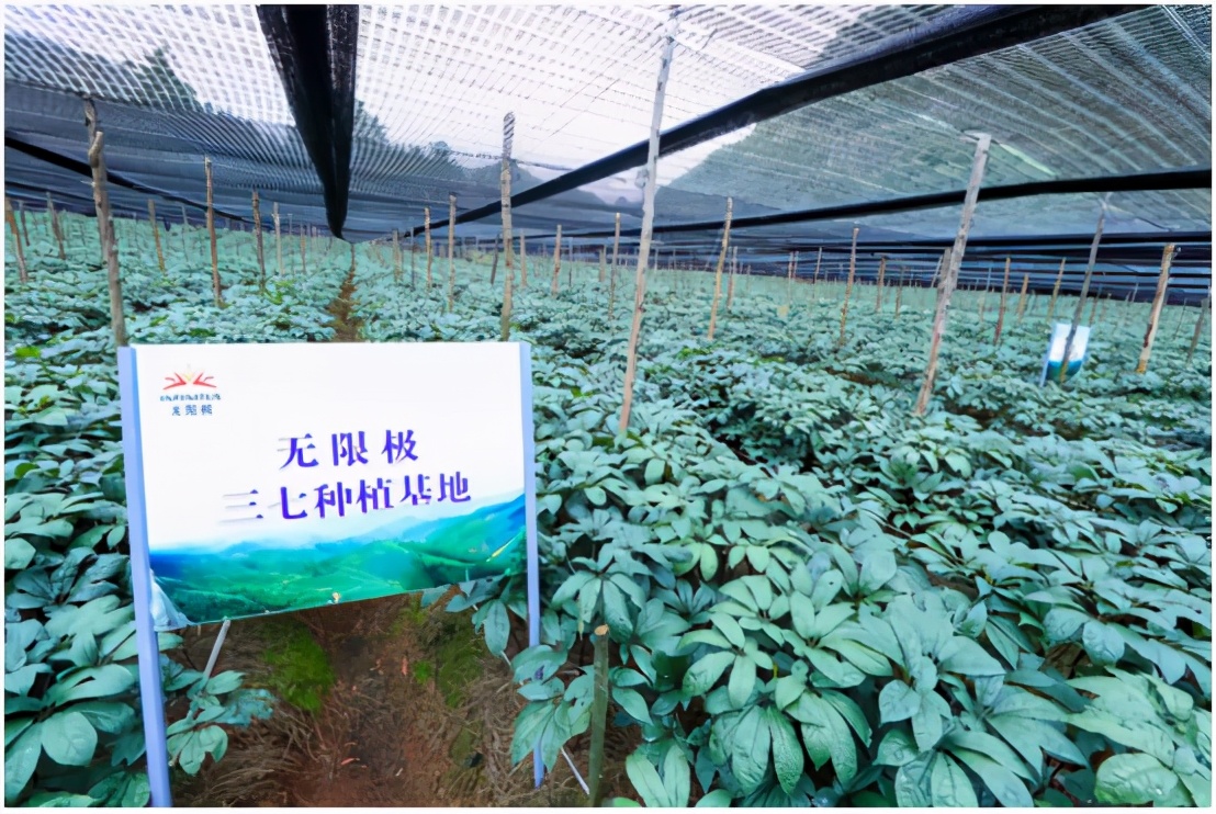 无限极“有料”的三七：品质高、品相优