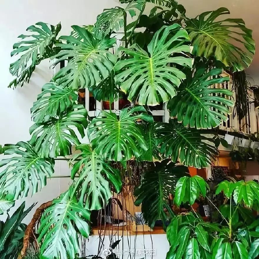 吸油烟和甲醛的植物,住新房有什么植物能去甲醛