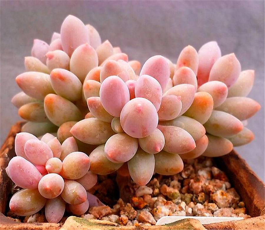 多肉女雏悬崖桩,多肉植物可爱的小女孩