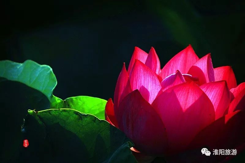 又见淮阳荷花香——唯美文章唯美荷，唯美视频唯美歌