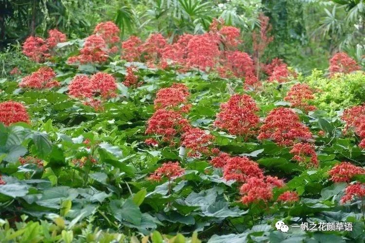 美丽赪桐(Clerodendrumspeciosissimum)