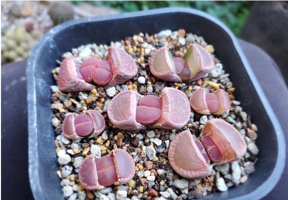 多肉的100个常见品种,10种公认的多肉