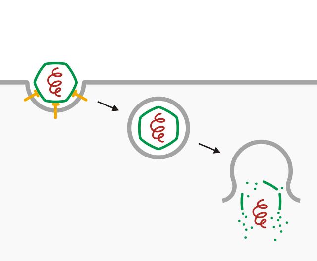 科普病毒如何入侵人体,病毒在体内的繁殖过程