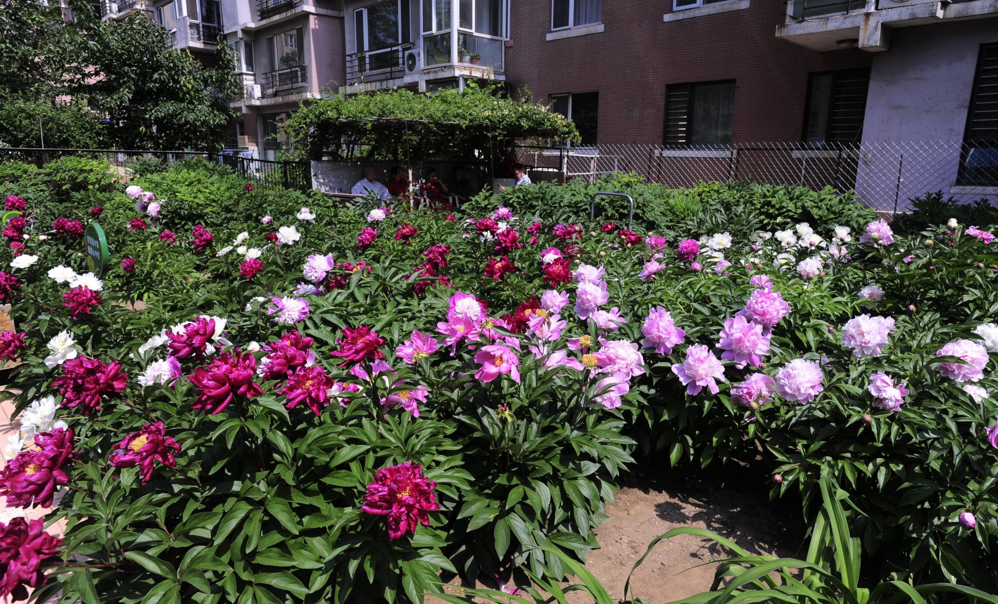 沈阳90岁老人自费建花园如今繁花似锦