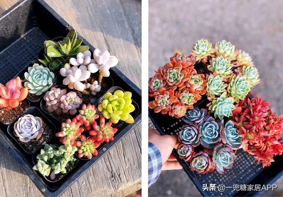 春天花会开|这20家植物淘宝店，植物杀手看了也想买！