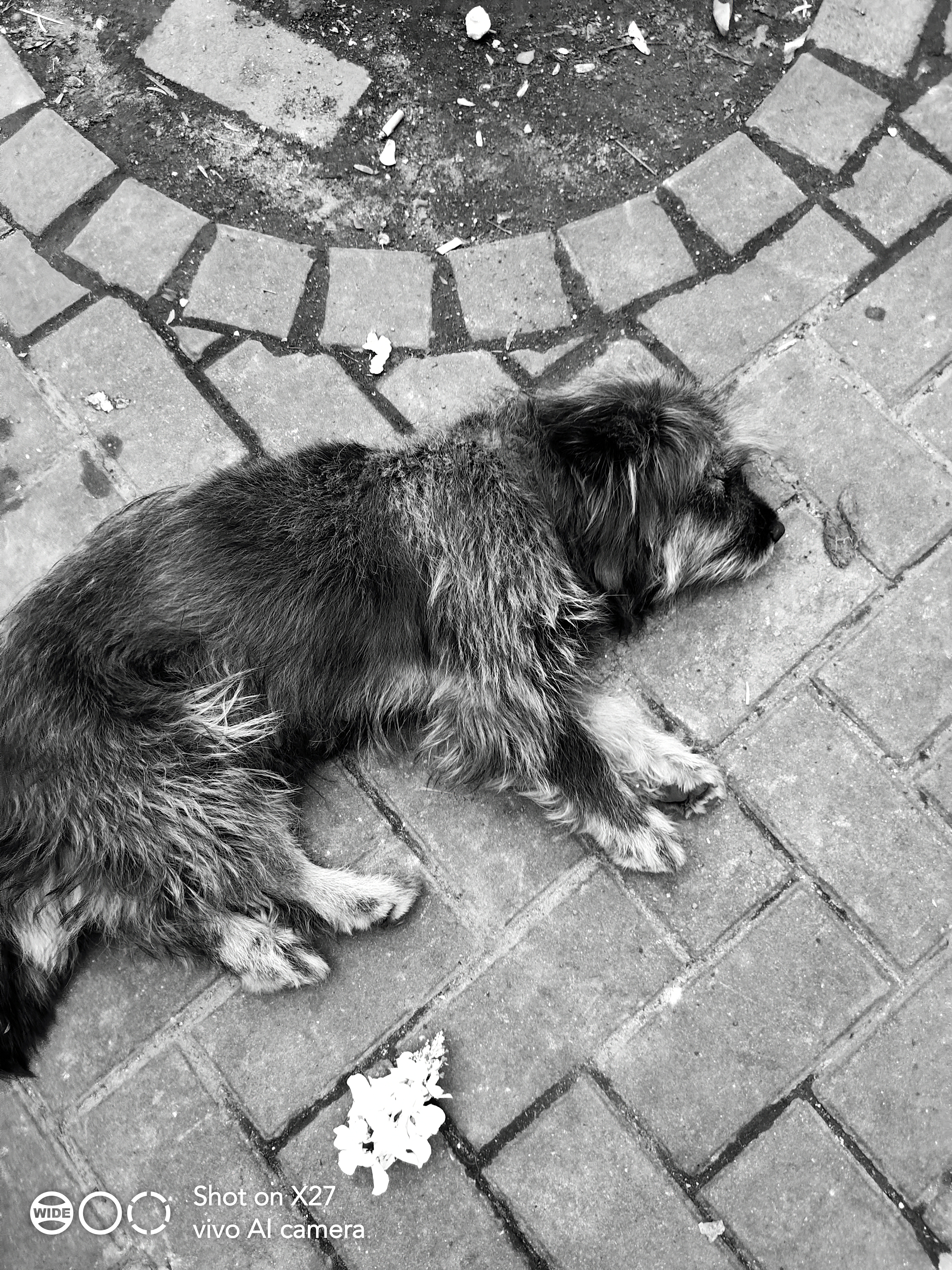 vivox27手机最大的亮点,vivox27全面屏体验怎样