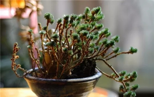 多肉老桩速成法根本用不了三五年,多肉怎么养成老桩小技巧