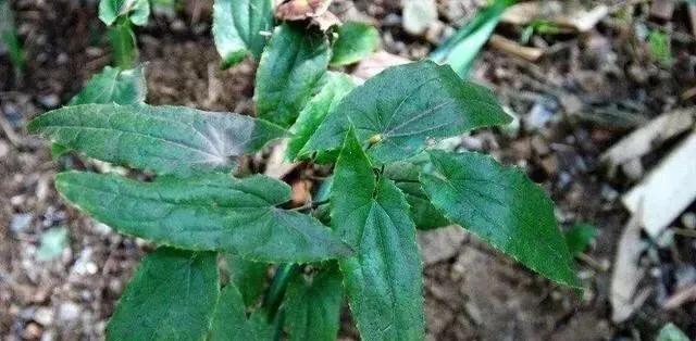 告知:农村一种奇特野草,羊吃了会发情,为什么农民常用来泡酒?