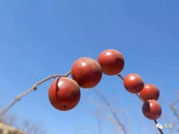 酸枣的喜好,酸枣儿时回忆
