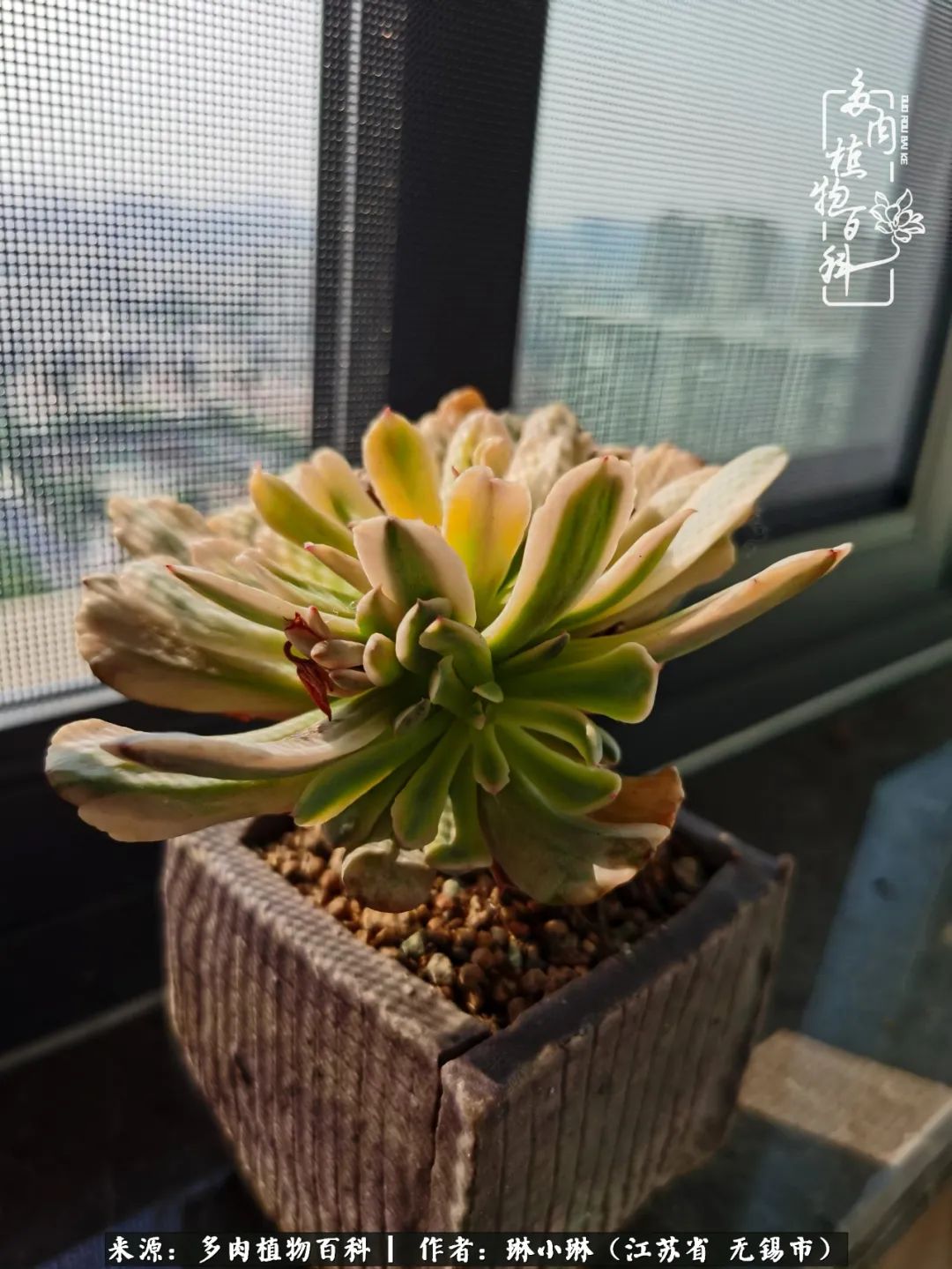 又到多肉变美时，一切都鼓励我积极向前