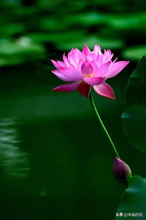 中国十大名花图片及花语,山茶花是中国十大名花吗