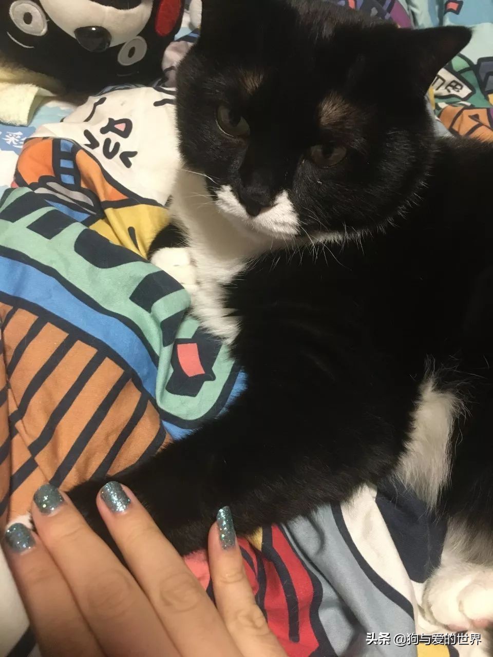 猫猫为什么喜欢躲在暗处扑人,猫猫为什么把爪子藏起来