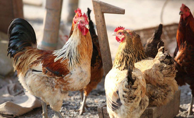 鸡脸肿瞎眼是怎么回事,鸡肿脸病的治疗方法