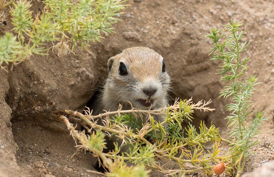 世界上寿命最长的十种哺乳动物,远古时期灭绝的哺乳动物大全
