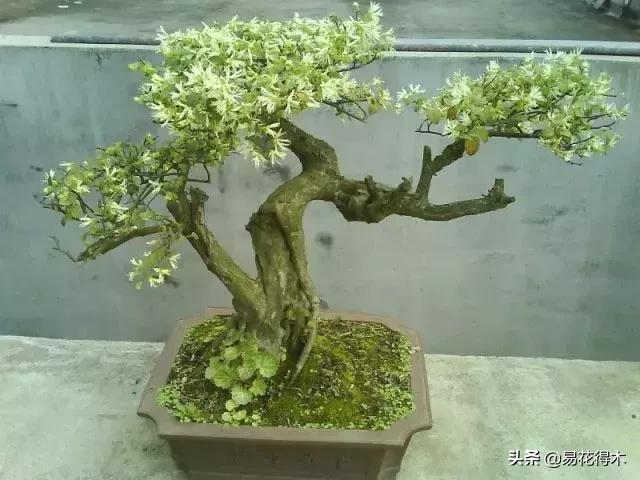 椤剁骇鐧借姳妾垫湪鐩嗘櫙,鐧借姳妾垫湪鐩嗘櫙鏋湪閫㈡槬