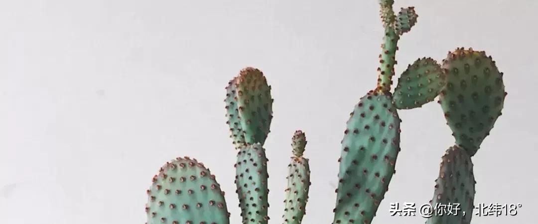 吃仙人掌十大禁忌,吃仙人掌有什么好处