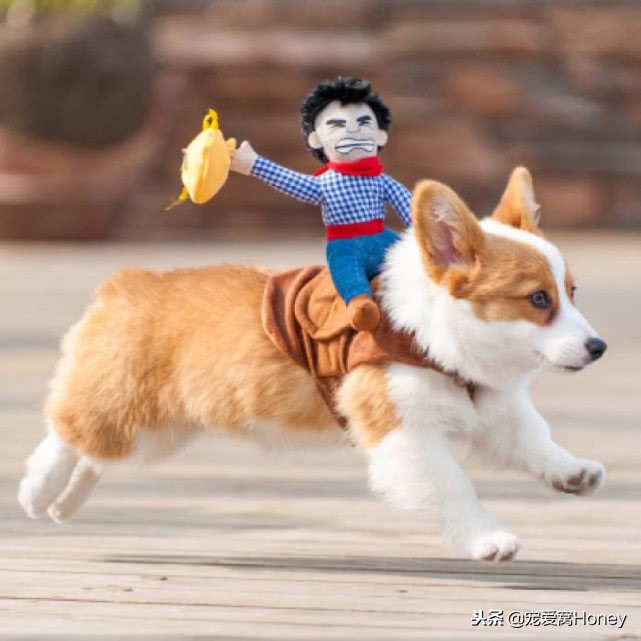 盘点柯基的混血狗,柯基小短腿混血