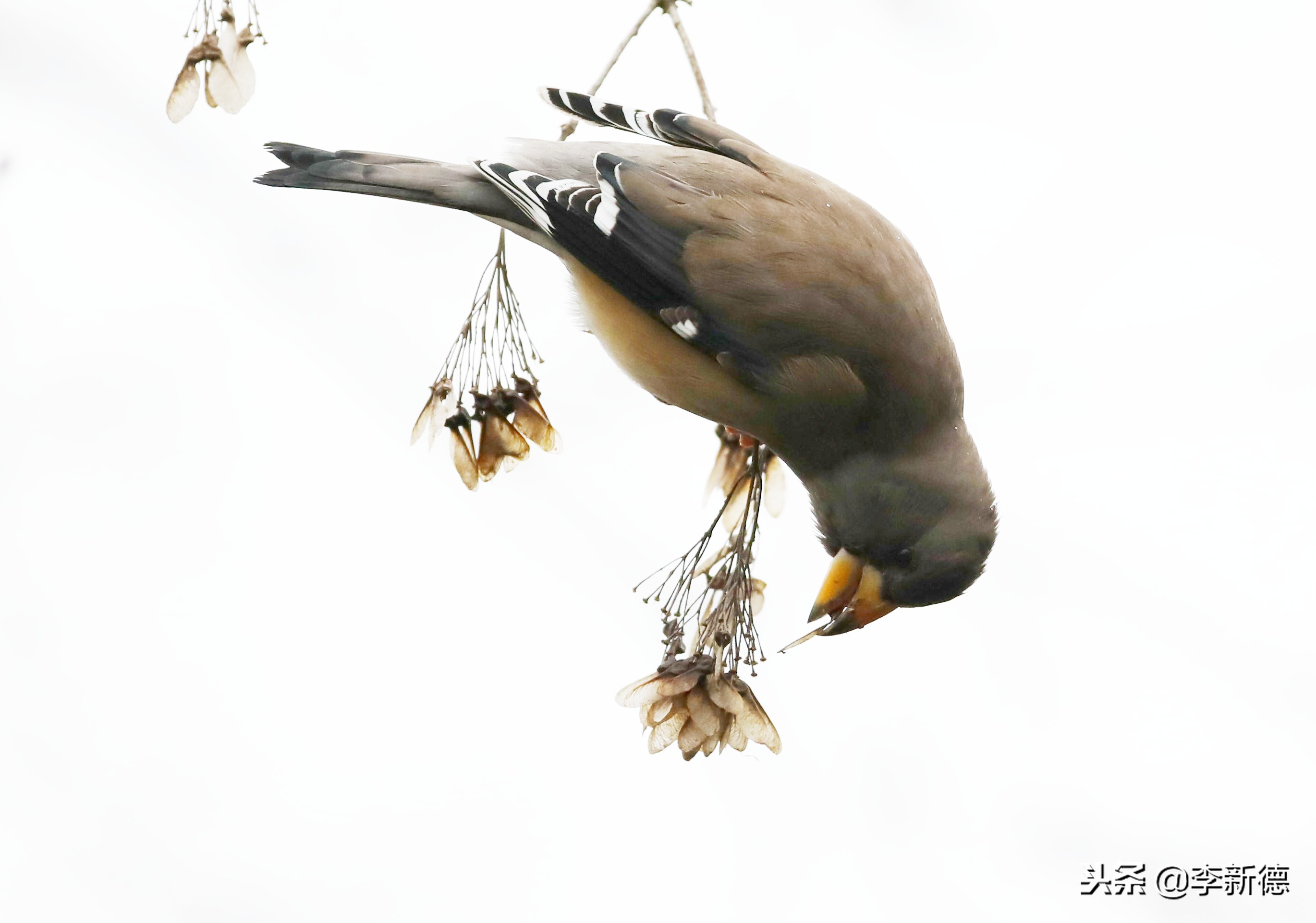 合肥高新区蜀峰湾,合肥市蜀峰湾