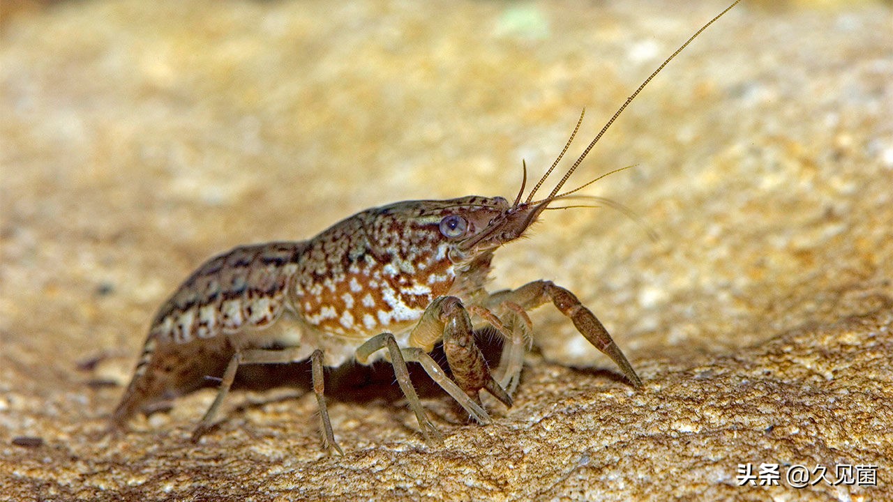 两个卵子能孕育生命吗,两个卵子能不能生育