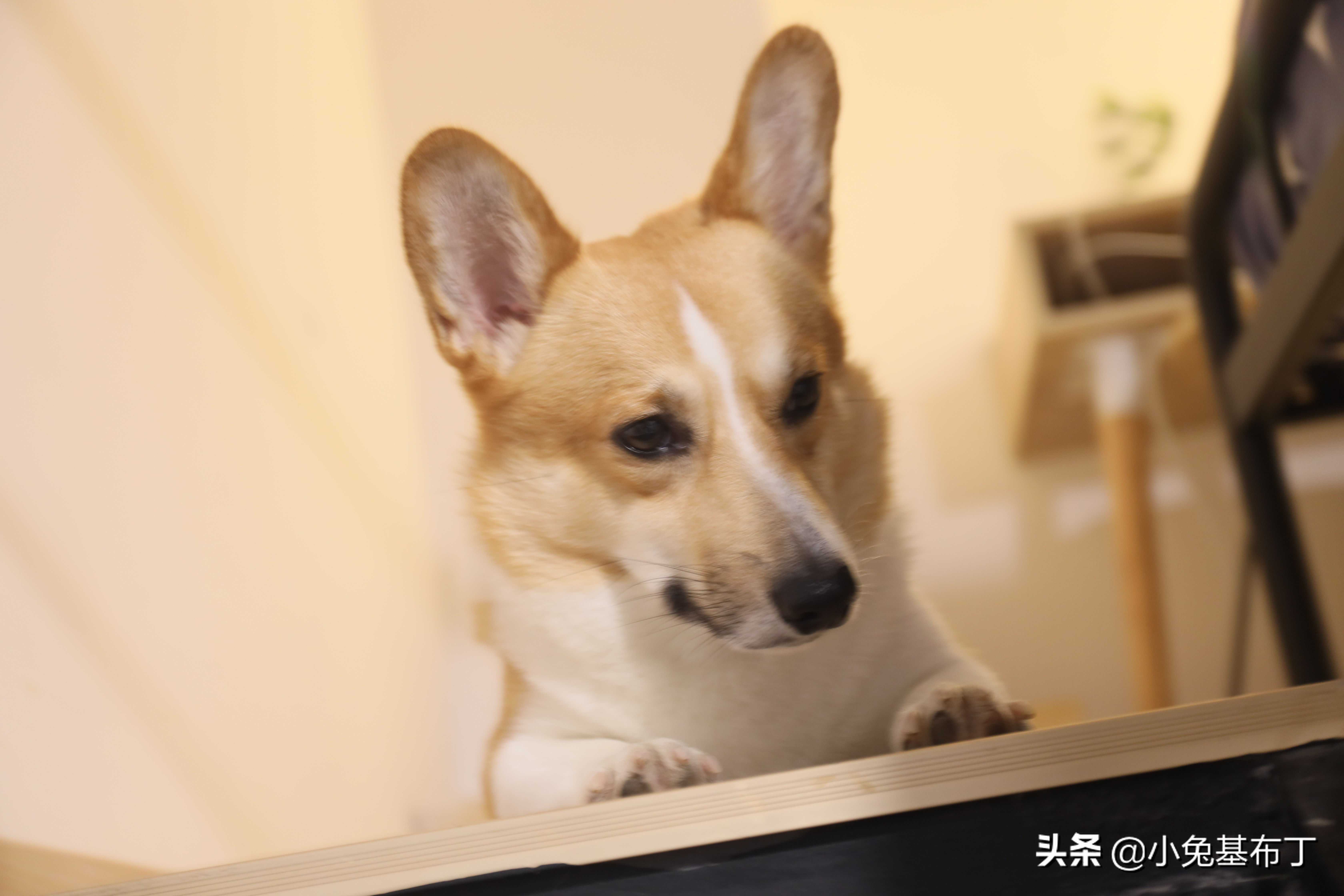 狗狗走了有什么表现,狗狗走远了还能自己回来吗