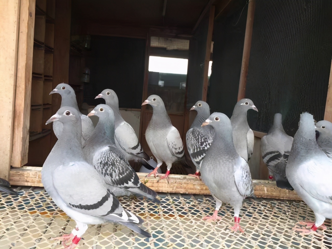 种赛鸽顽固性水便怎么办？