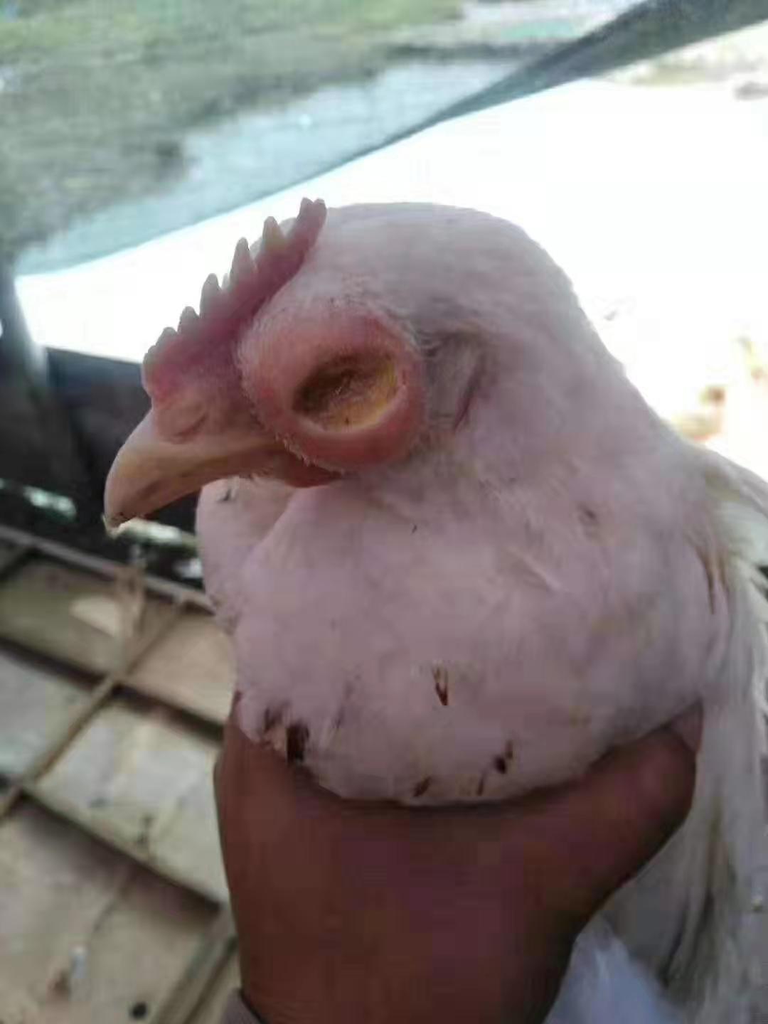 养鸡肿头肿脸怎么办,鸡得了水肿病怎么办