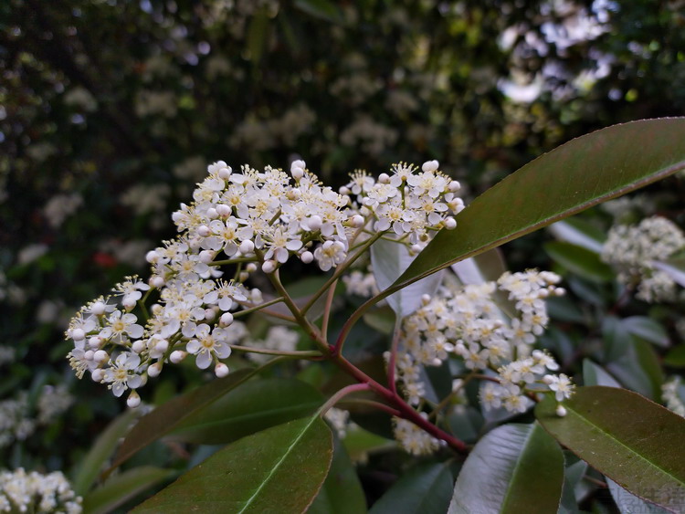 诺基亚x71评测,诺基亚x71有前后双摄吗