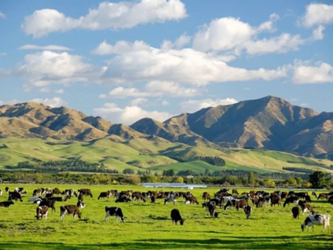 伊利新西兰牛奶,伊利未来牛奶谷基地