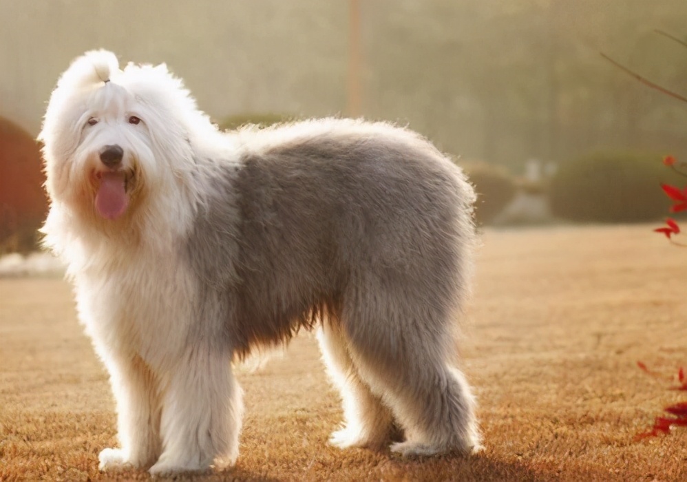 牧羊犬被哪些城市禁养了,大型牧羊犬禁止养吗