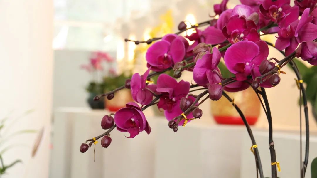 幽兰之风丨兰花种种风情这都有